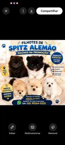 Spitz alemão machos valor promocional 