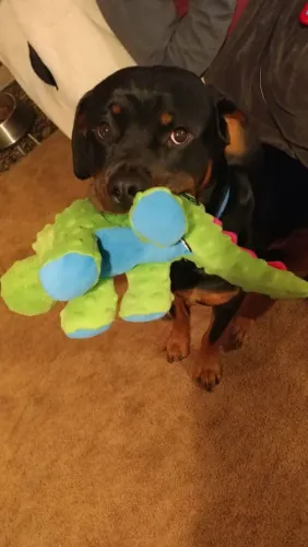 Rottweiler Uma alternativa interessante entre os filhotes