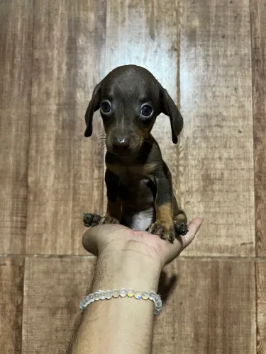 Salsicha - Cofap - Dachshund mini 