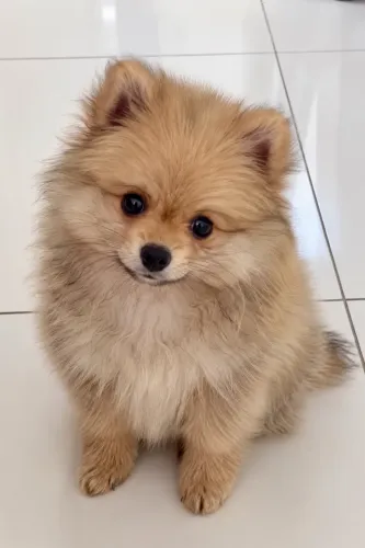 Lulu da Pomerania macho