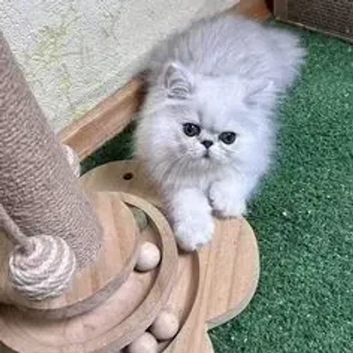Gato Persa Manso