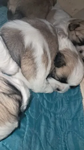 Shih Tzu