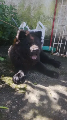 Chow Chow filhote com excelente pedigree