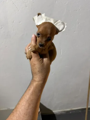 Pinscher machinho