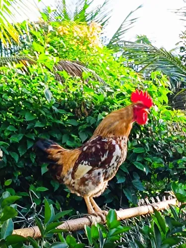 Vendo galo Embrapa 51 