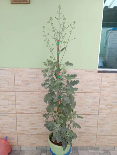 Kalanchoe beharensis Drake