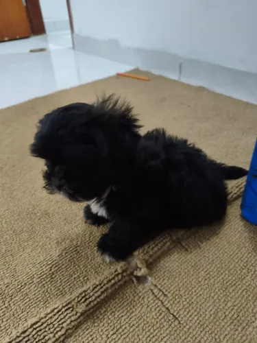 Cachorro