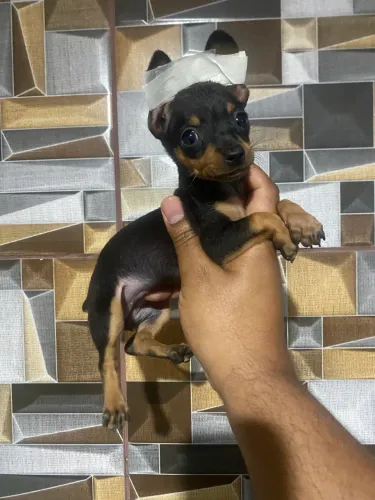 Pinscher