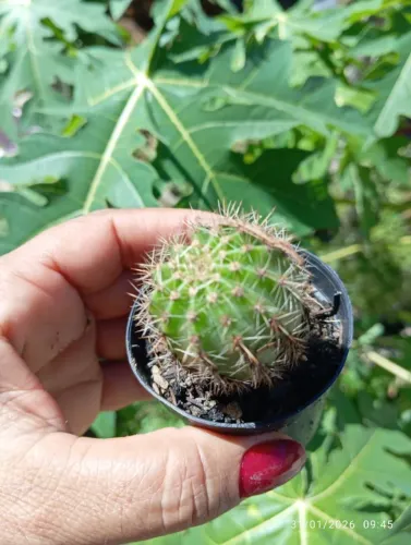 Cacto pote 6
