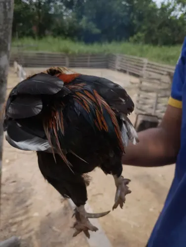 Galo