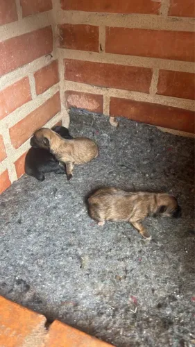 Spitz alemão pra sair hoje!