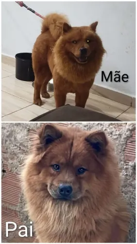 Chow Chow 