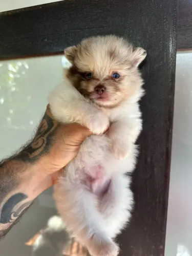 Spitiz Alemão /Macho /Exótico Pedigre CBKC