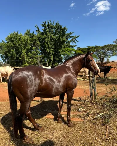 Vende-se cavalo mangalarga