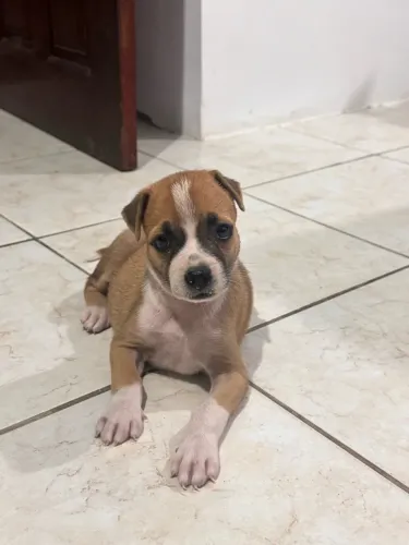 Cachorrinha para adoção