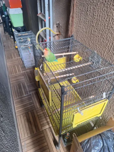 Venda gaiola de pássaros de rodinha cor preta com amarelo!