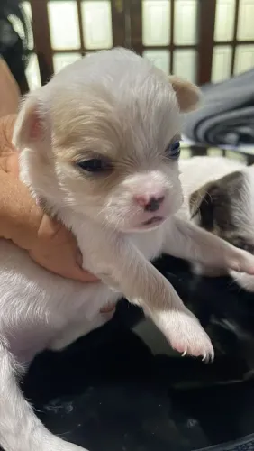Chihuahua 