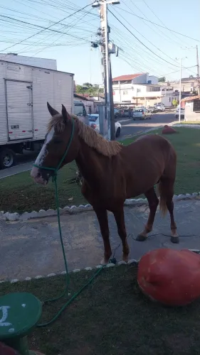 Cavalo inteiro bom todo