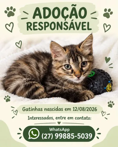 Gatinhos para adoção