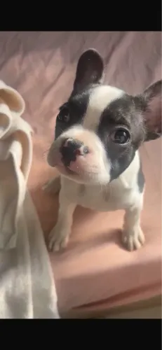 Buldogue francês macho