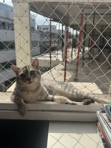 Doação gato macho 1 ano e 2 meses Felv