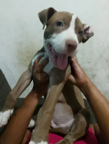 Pitbull Monsters filhote