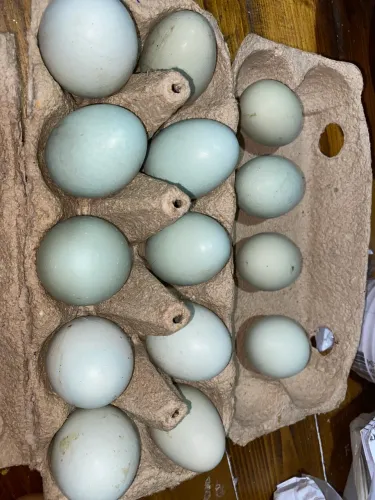 OVOS FÉRTEIS AZUL