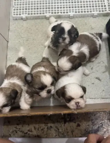 Vende-se filhotes da raça shi Tzu 