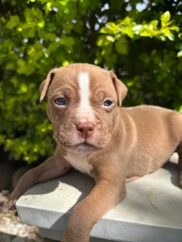 Filhotes Pitbull