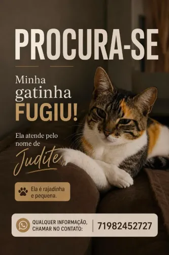 Gato perdido 