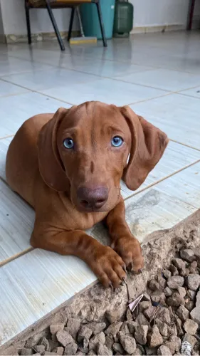 Cachorro