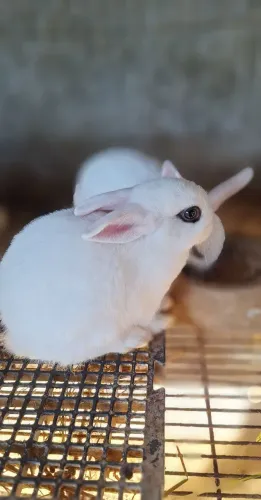 Hotot machinho