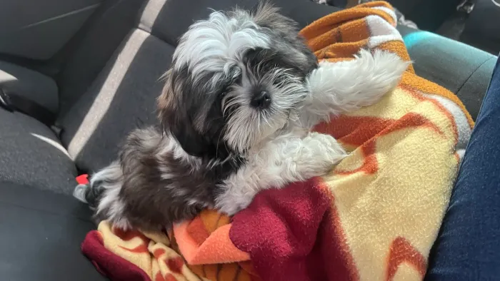 Cachorro shihtzu