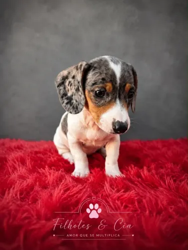 Dachshund