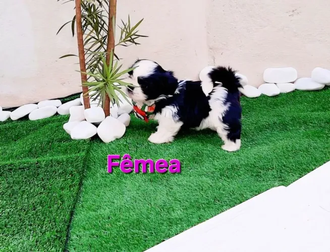 Shih tzu Puros. Pedigree opcional