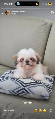Cachorro Shitzu 