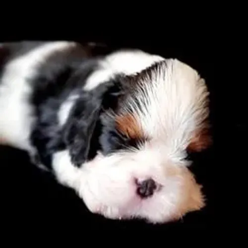 Cavalier King Charles Spaniel,Cavalier King Charles Spaniel Filhote Elegante e de Alta Qua