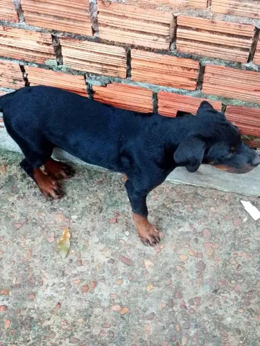 vendo um filhote de rottweiler com 4 meses já tomou a terceira dose da vacina já verme
