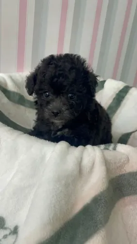 Poodle Toy e Micro com garantia do tamanho 
