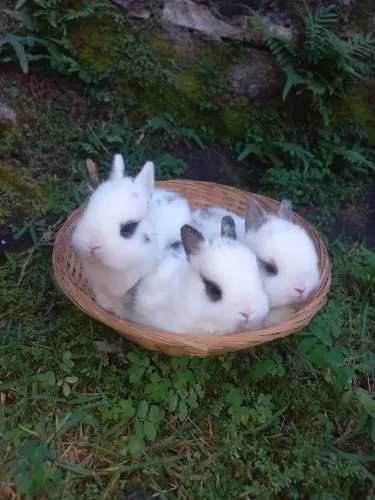 Mini coelhos Netherland dwarf 