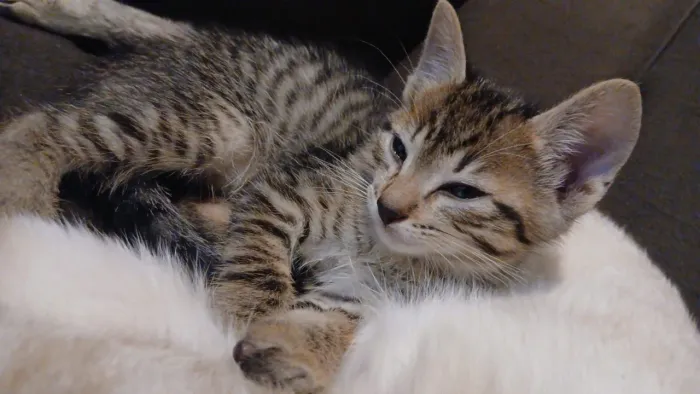 2 gatinhos pra adoção, já comem ração e usam caixinha de areia.