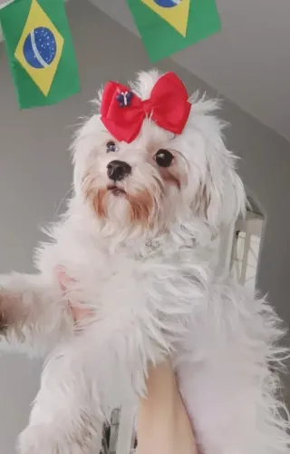 Maltês fêmea 