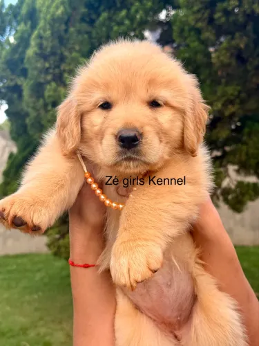 Golden Retriever fêmea