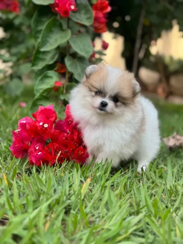 Lulu da Pomerania Anão Fêmea 