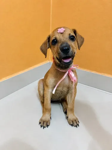 DOAÇÃO PETS