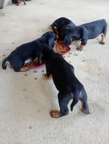 Filhotes de salsicha (dachshund)
