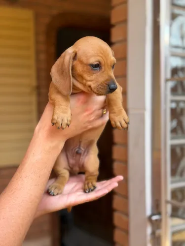 Dachshund (salsichinha)