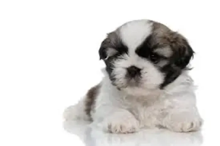 Shihtzu não gostam de latir muito