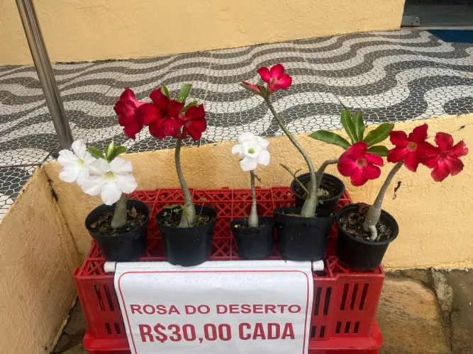 Rosas do deserto 