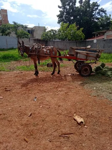 Carroceiro Pampulha e região